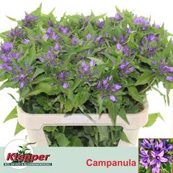 Campanula violett Anoeska 80cm