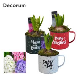 Hyac.Arr mix HL14902 Weihnachten T08 H015