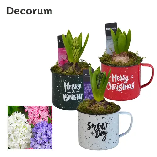 Hyac.Arr mix HL14902 Weihnachten T08 H015