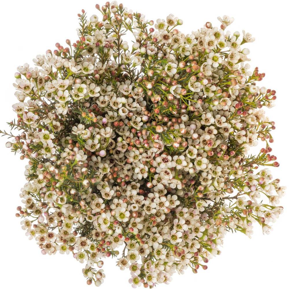 Wachsflower creme Blondie 35 Gramm 80cm