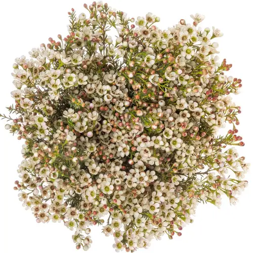 Wachsflower creme Blondie 35 Gramm 80cm