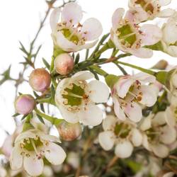 Wachsflower creme Blondie 35 Gramm 80cm