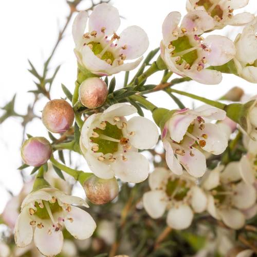 Wachsflower creme Blondie 35 Gramm 80cm