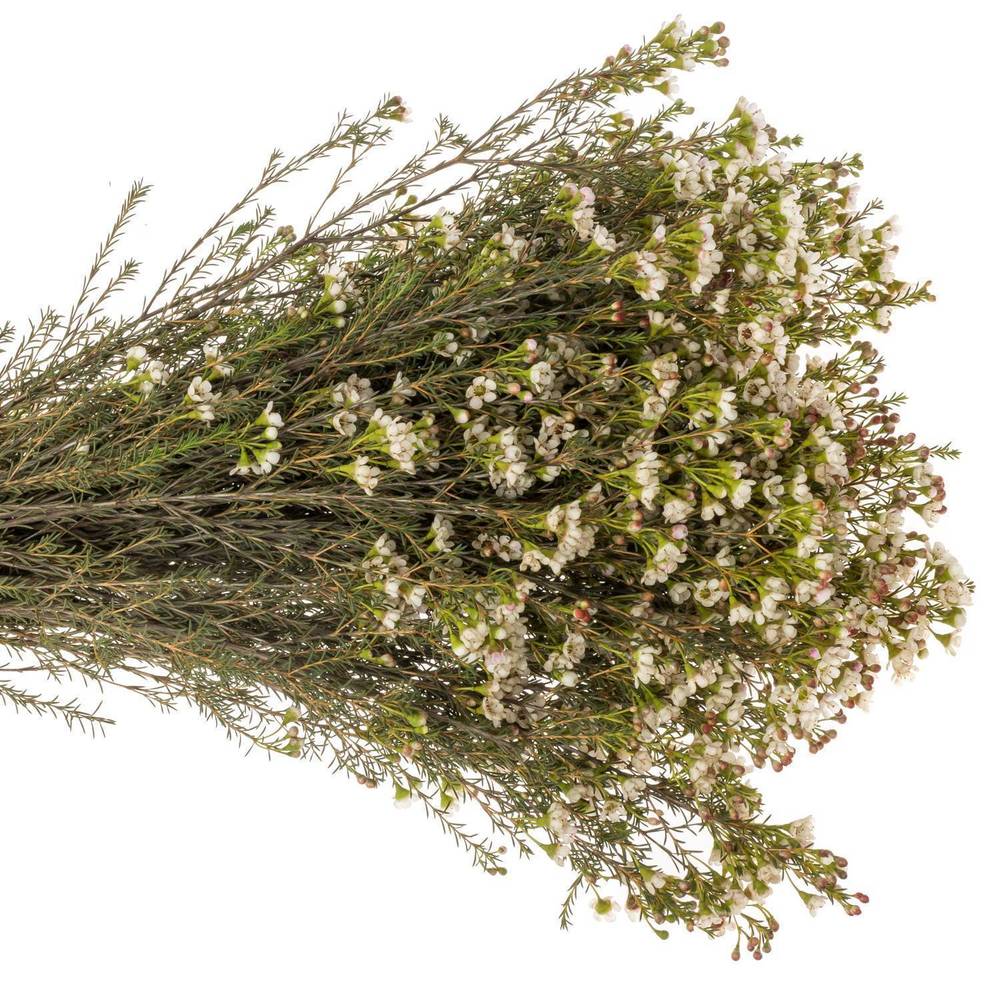 Wachsflower creme Blondie 35 Gramm 80cm