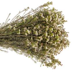 Wachsflower creme Blondie 35 Gramm 80cm