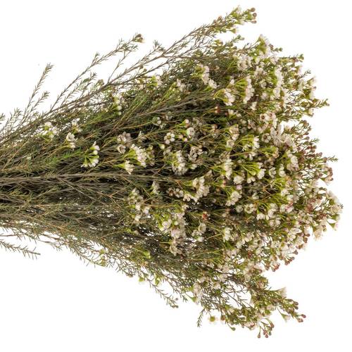 Wachsflower creme Blondie 35 Gramm 80cm