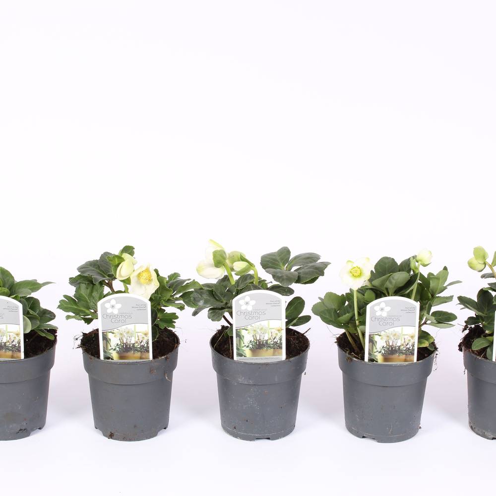 Helleborus Christmas Carol weiss S T07 H015