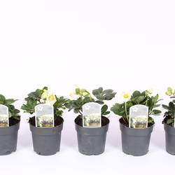 Helleborus Christmas Carol weiss S T07 H015