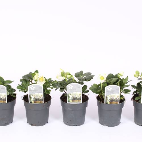 Helleborus Christmas Carol weiss S T07 H015
