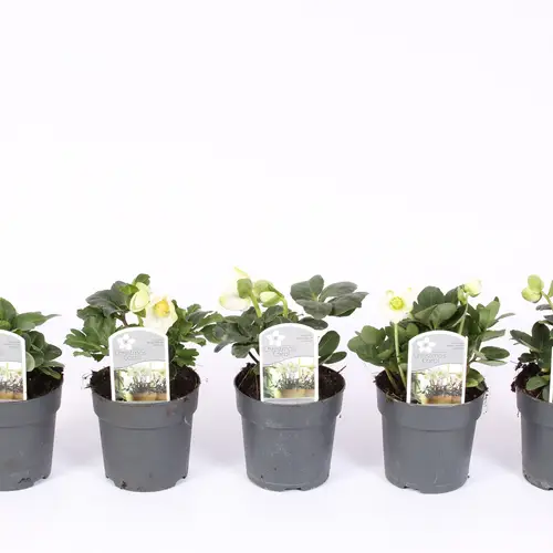 Helleborus Christmas Carol weiss S T07 H015