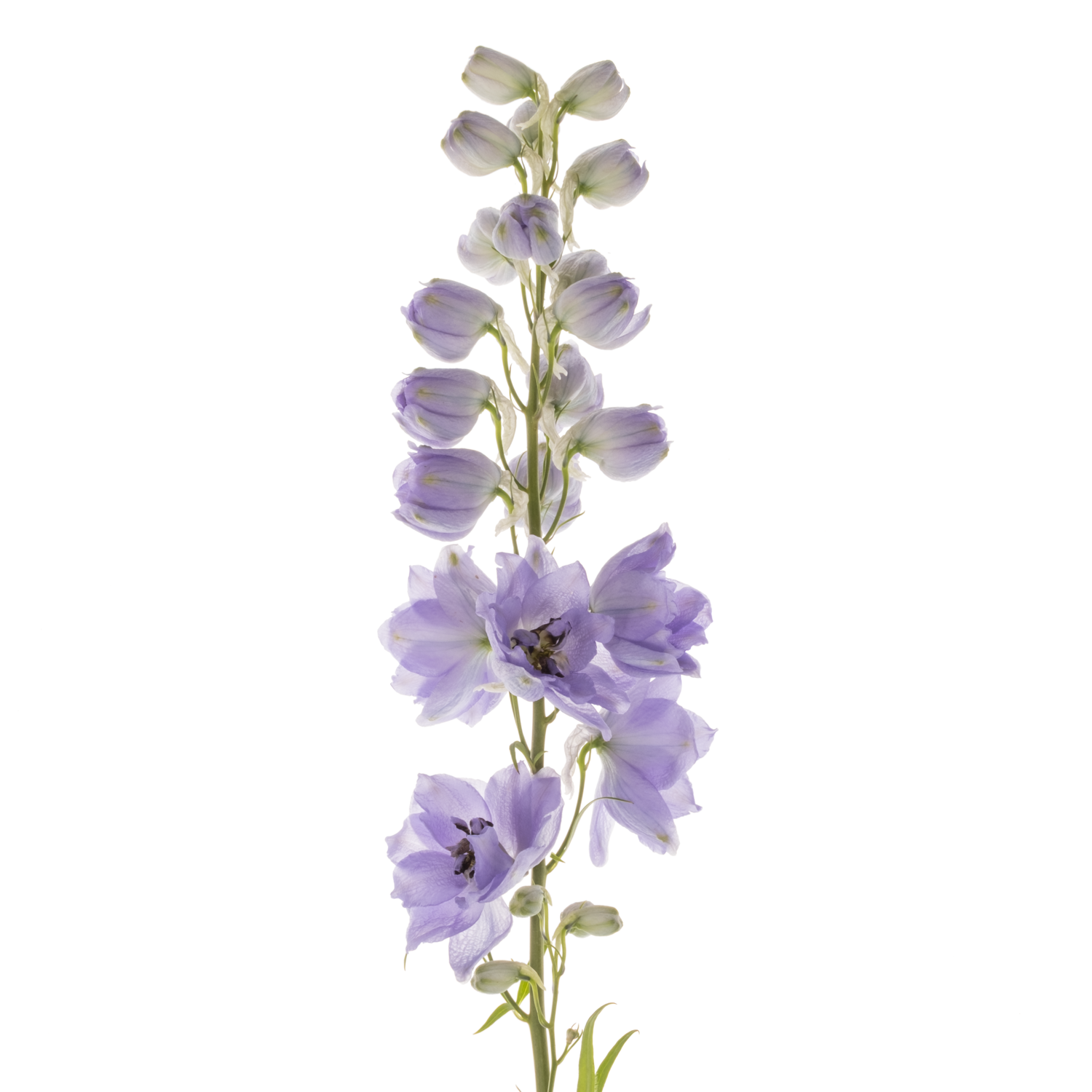Delphinium lila Evenin 60cm
