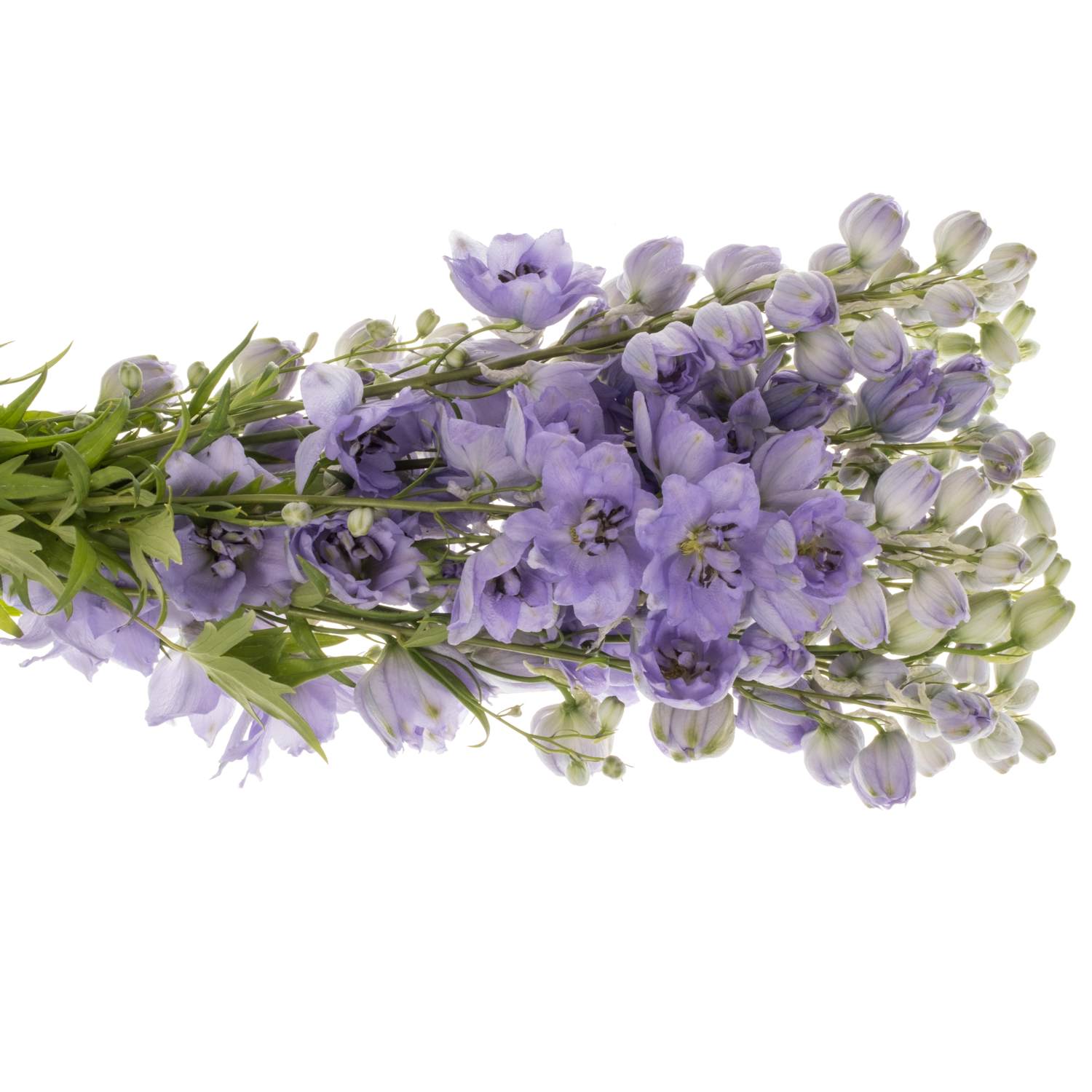 Delphinium lila Evenin 60cm