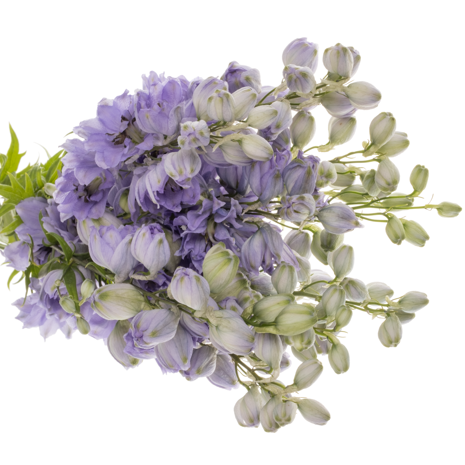 Delphinium lila Evenin 60cm
