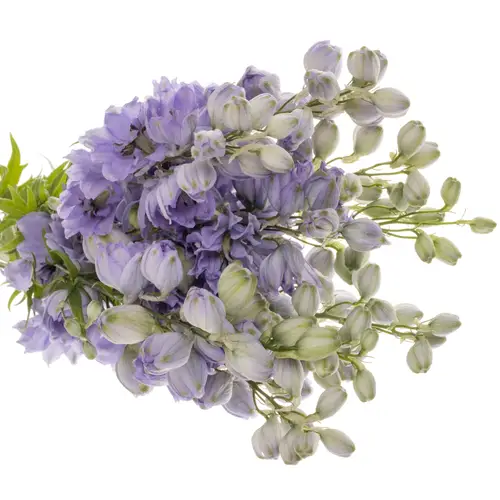 Delphinium lila Evenin 60cm