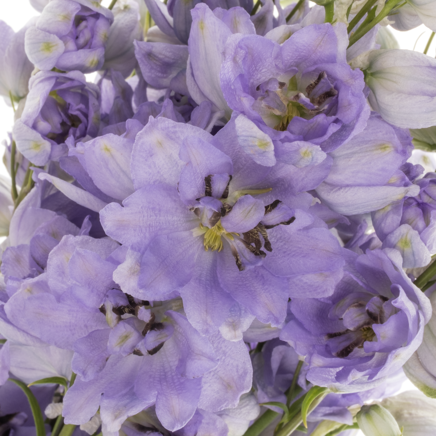 Delphinium lila Evenin 60cm