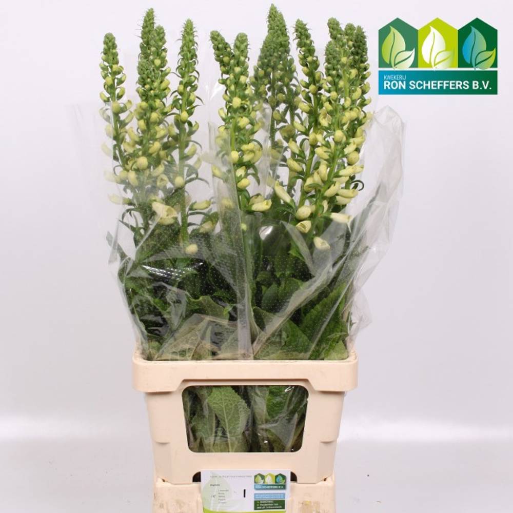 Digitalis weiss Camelot White 85cm