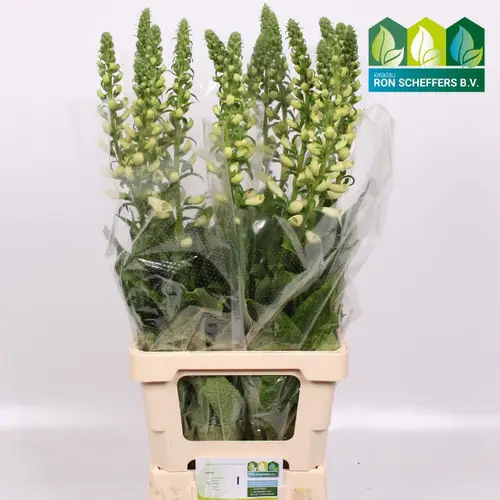 Digitalis weiss Camelot White 85cm