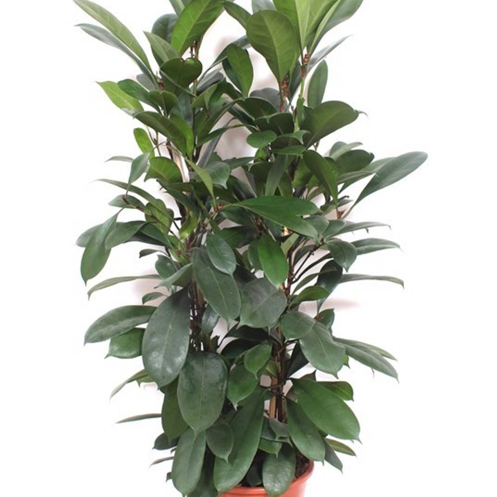 Ficus Cyathistipula 2pp T27 H100
