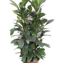 Ficus Cyathistipula 2pp T27 H100