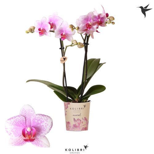 Phal.2-R rosa/weiss Rotterdam Kolibri T09 H40