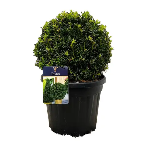 Taxus Baccata Kugel 25-30cm T24 H040