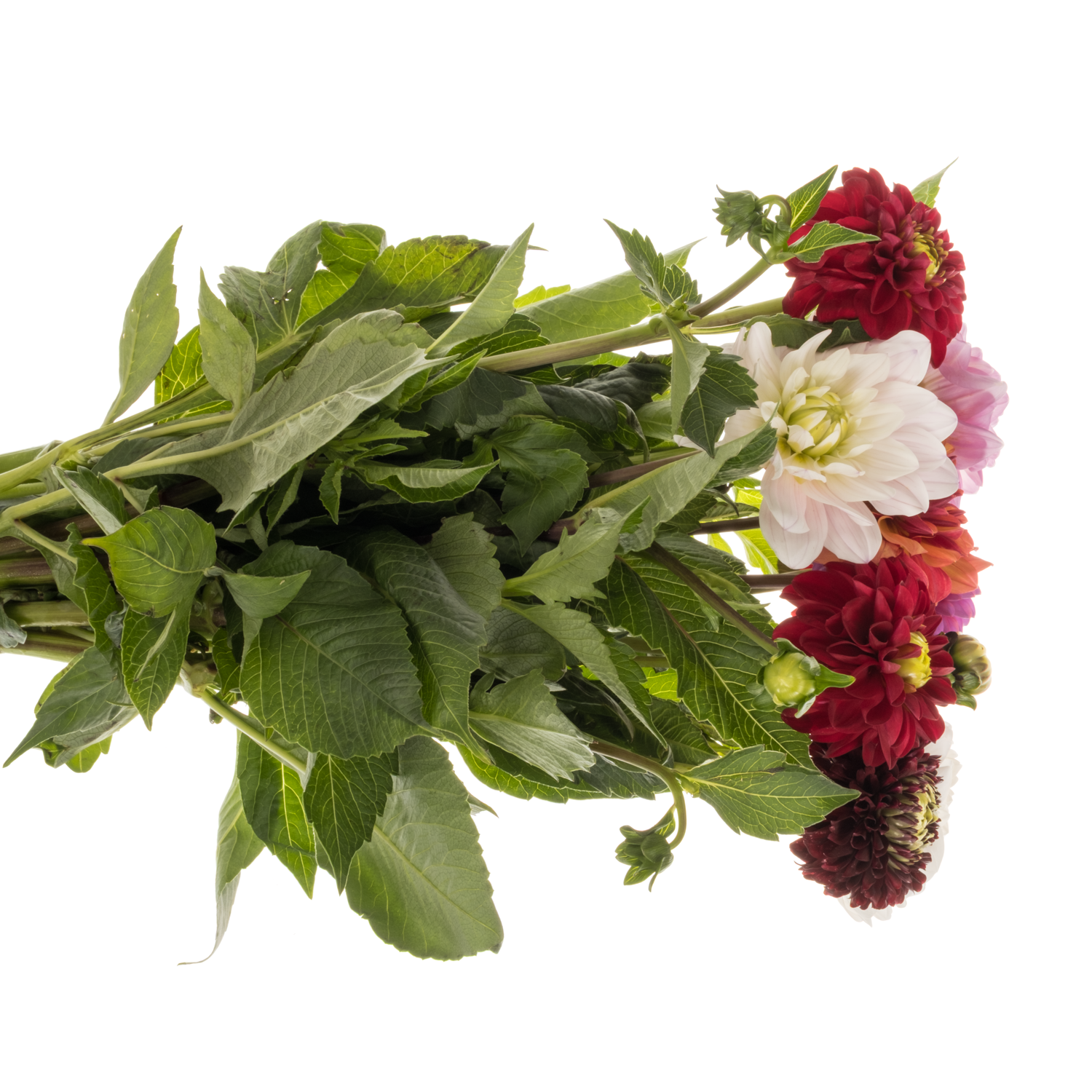 Dahlia mix gemischt 50cm