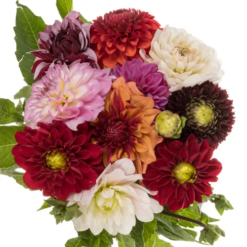 Dahlia mix gemischt 50cm