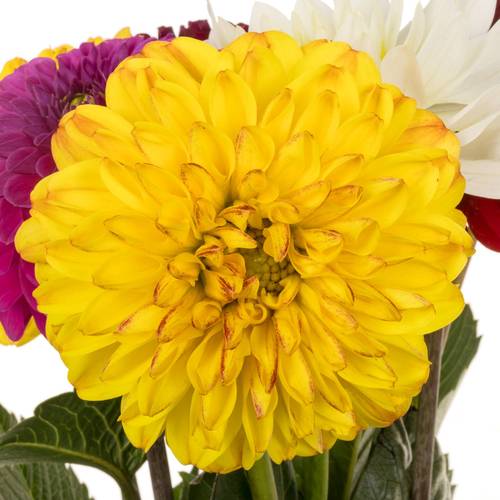 Dahlia mix gemischt 50cm
