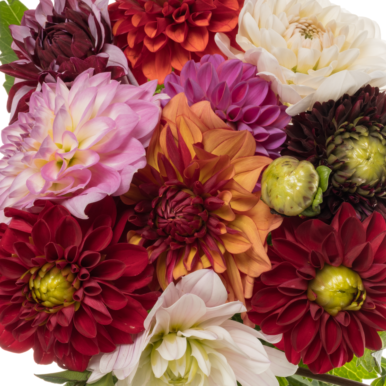 Dahlia mix gemischt 50cm