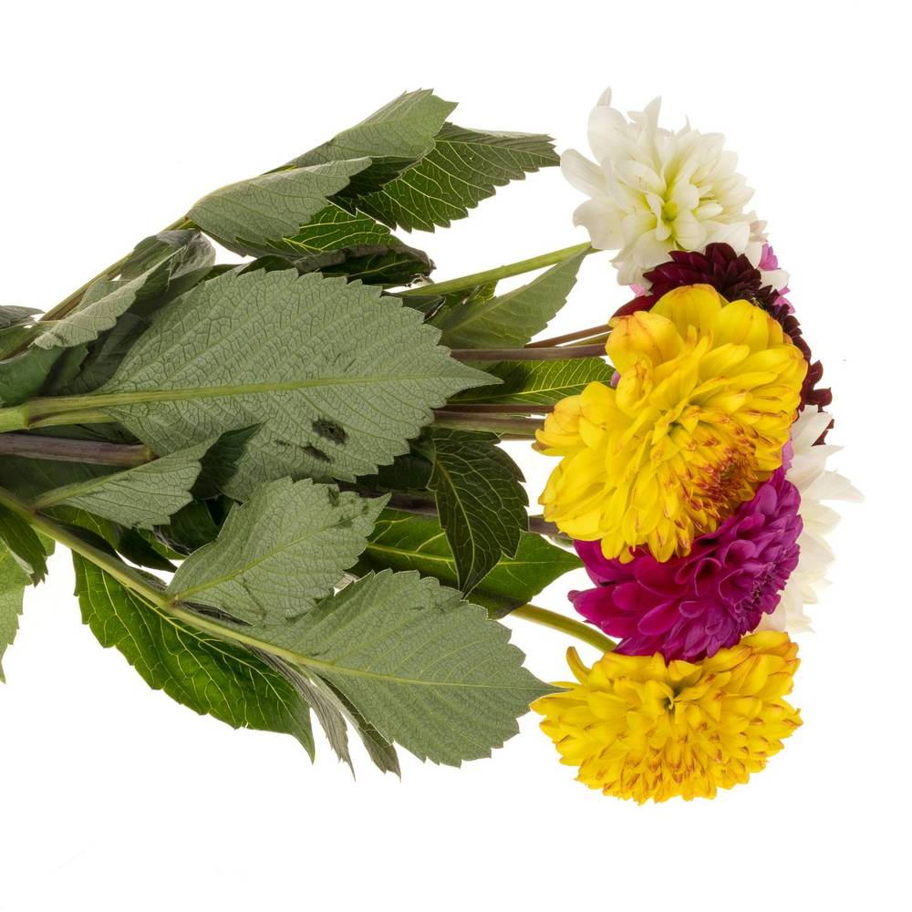 Dahlia mix gemischt 50cm