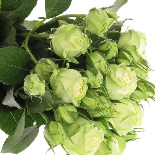 Rosa Freiland creme Wedding Piano 2+Blüte 40cm