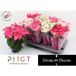 Princettia mix im rosa Tüte T12 H28