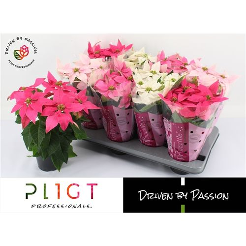 Princettia mix im rosa Tüte T12 H28