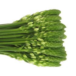 Ornithogalum weiss Mount Fuji 50cm