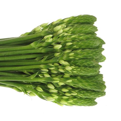 Ornithogalum weiss Mount Fuji 50cm