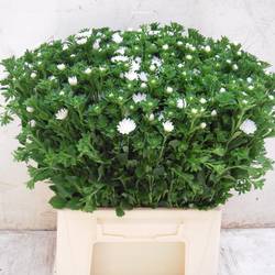 Astern weiss Serenade White 45cm