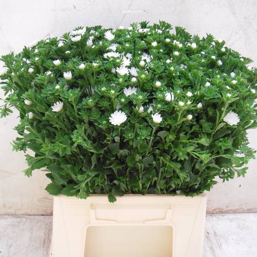 Astern weiss Serenade White 45cm