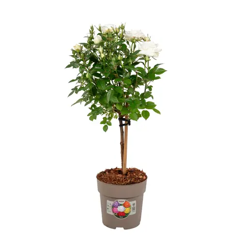 Rose weiss auf Stamm T15 H055