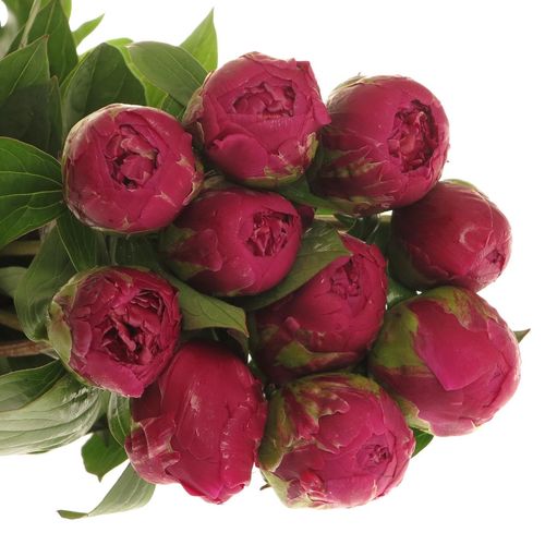 Pfingstrose lila Louis Ex 60cm