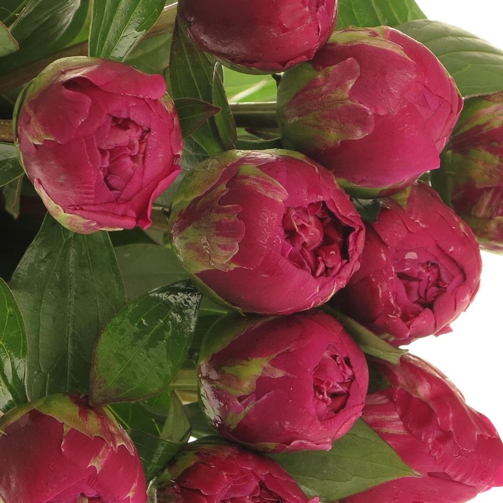 Pfingstrose lila Louis Ex 60cm