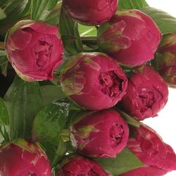 Pfingstrose lila Louis Ex 60cm