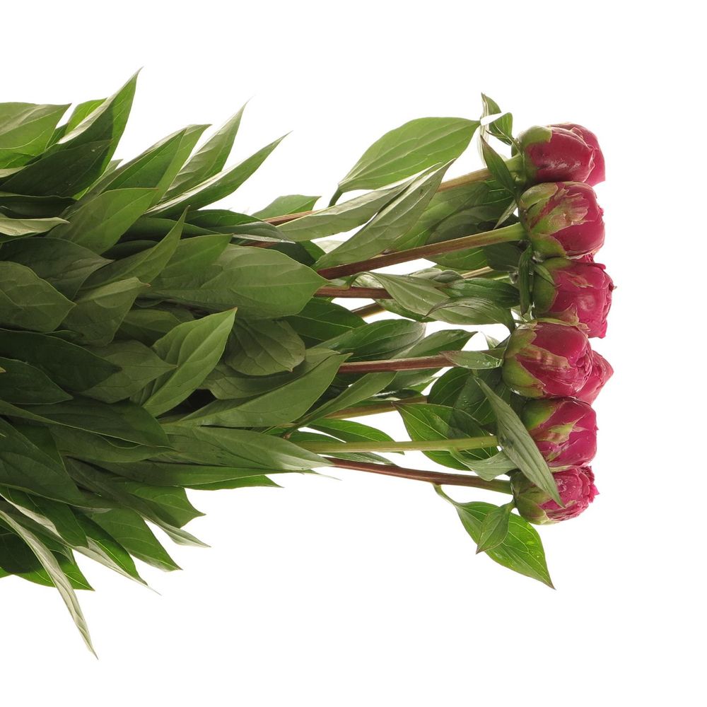 Pfingstrose lila Louis Ex 60cm