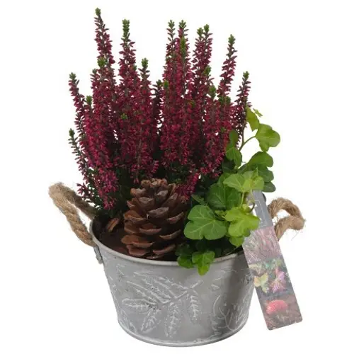 Garten.Arr PTHO4063 Herbst T15 H027