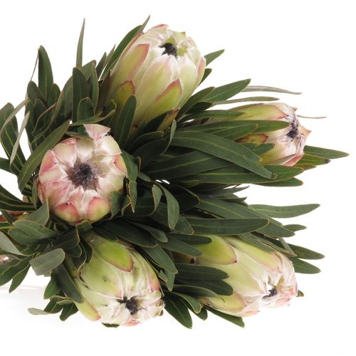 Protea weiss Night 50cm