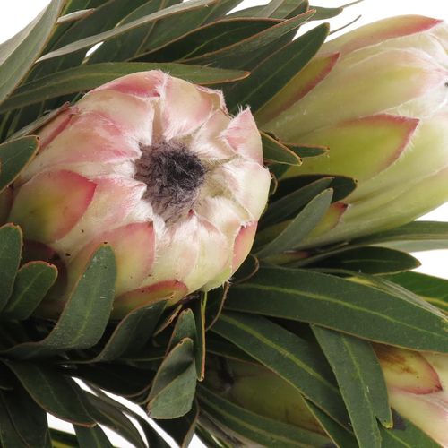 Protea weiss Night 50cm