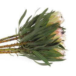Protea weiss Night 50cm