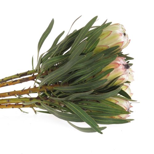 Protea weiss Night 50cm