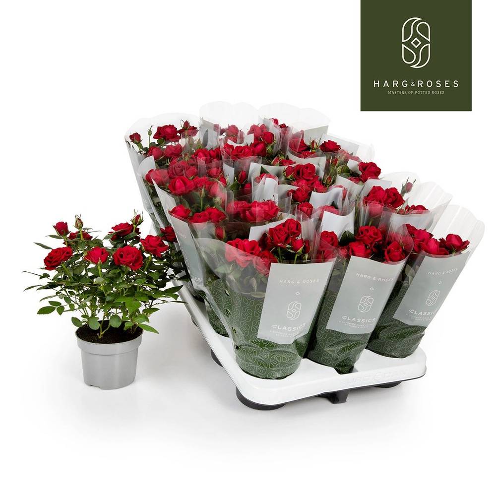 Rosa Kordan rot Apache Valentinsangebot T10,5 H030