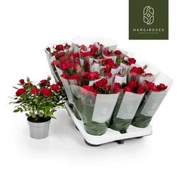 Rosa Kordan rot Apache Valentinsangebot T10,5 H030