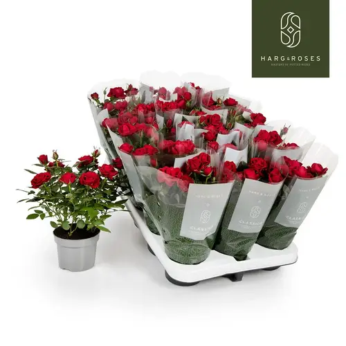 Rosa Kordan rot Apache Valentinsangebot T10,5 H030